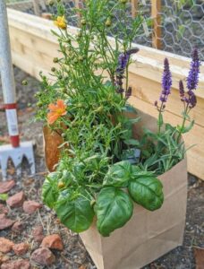 Herbal Survival Garden in 2026